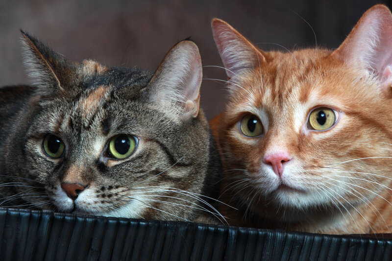 Two Cats in Basket — Brown