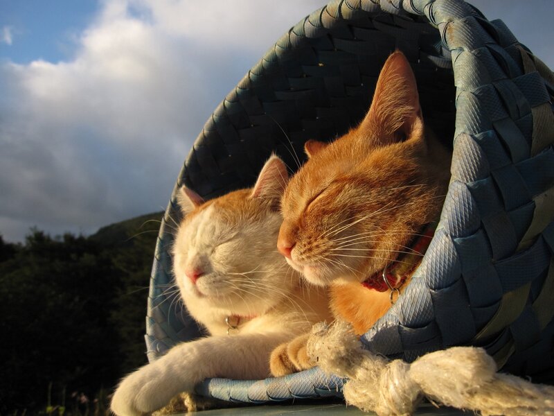 Two Cats in Basket — Orange