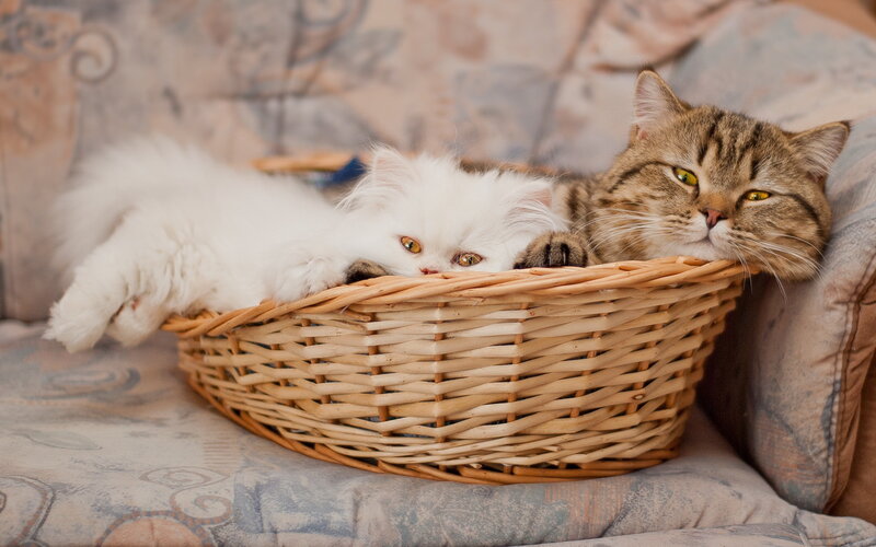 Two Cats in Basket — White, Calm, Photograph