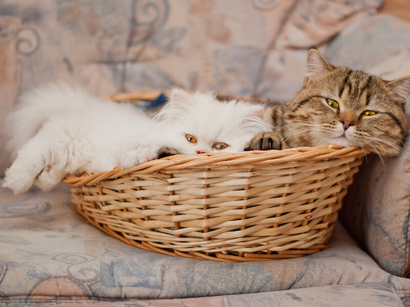 Two Cats in Basket — White