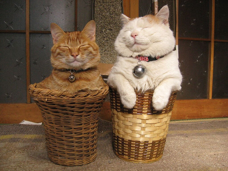 Two Cats in Baskets