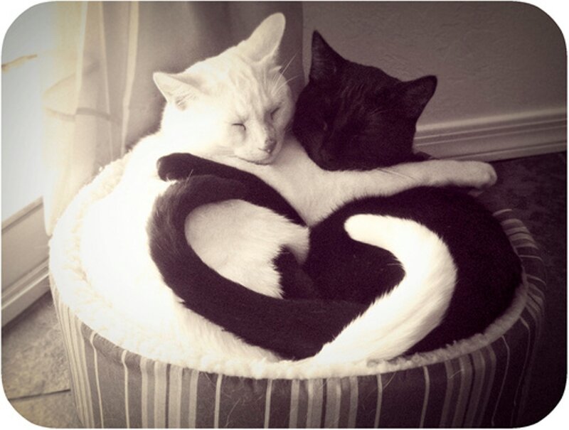 Two Cats in Bed — Black