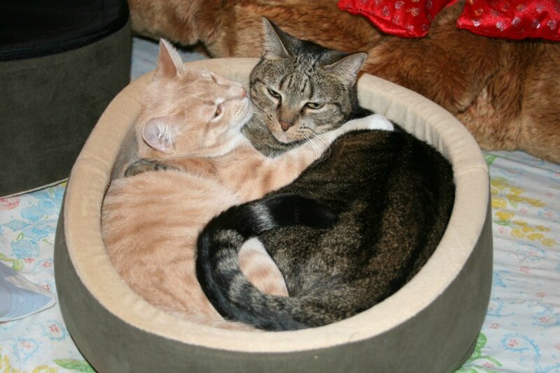 Two Cats in Bed — Brown, Calm, Photograph