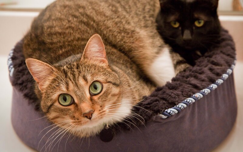 Two Cats in Bed — Brown, Calm