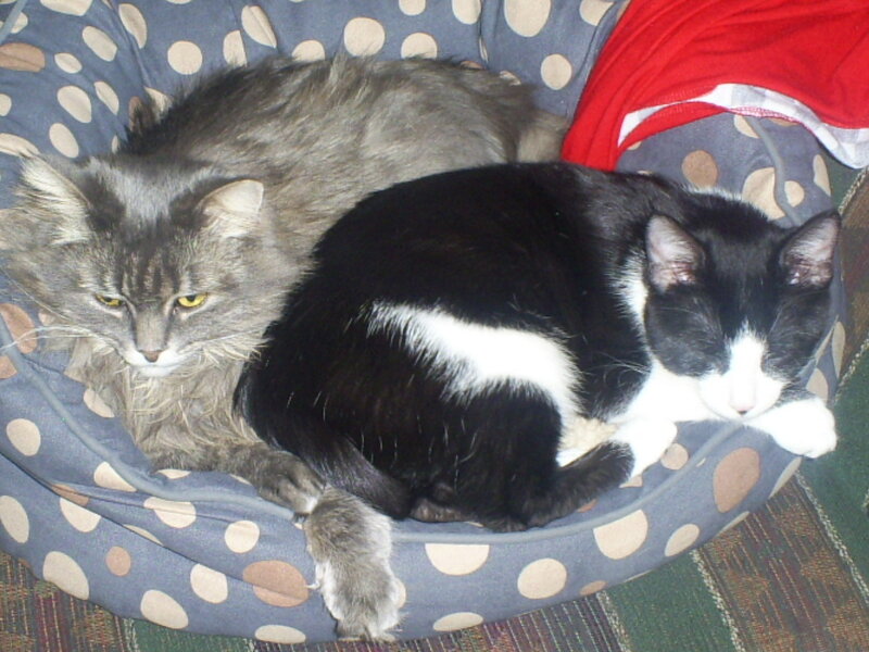 Two Cats in Bed — Gray