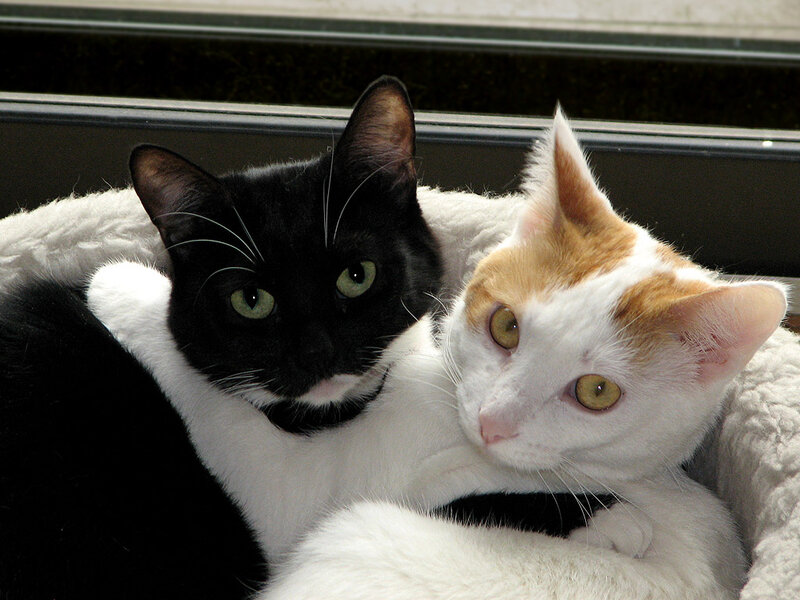 Two Cats in Bed