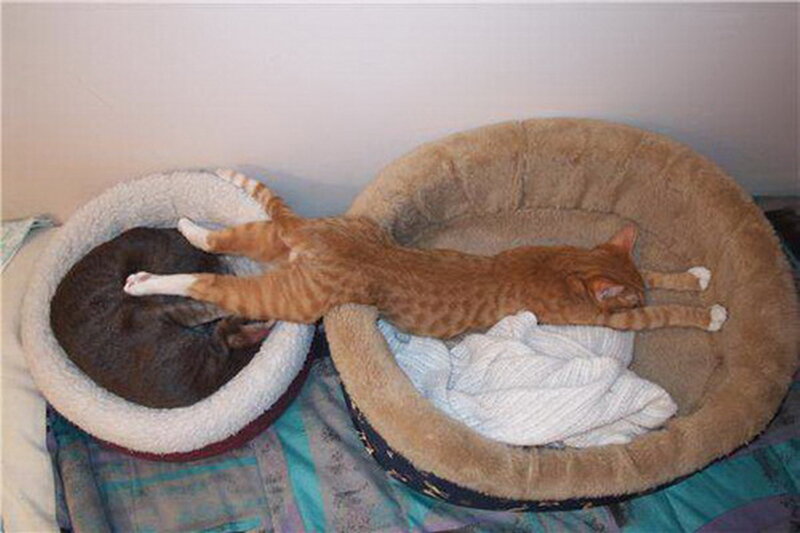 Two Cats in Beds