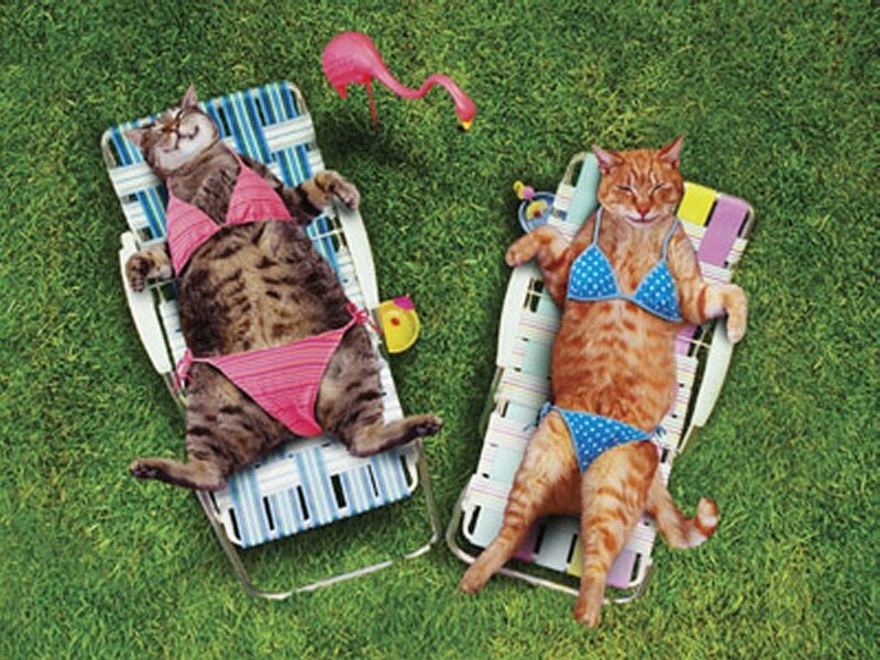 Two Cats in Bikinis