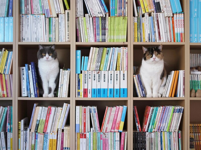 Two Cats in Bookshelf