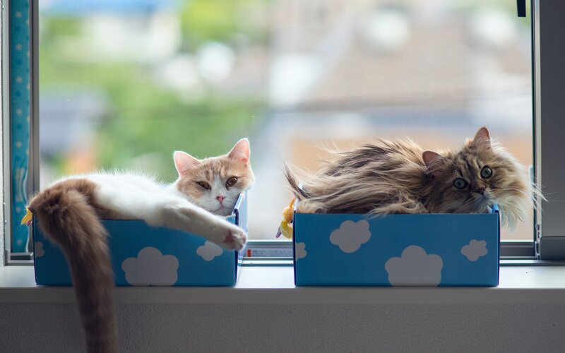 Two Cats in Boxes — Blue, Calm, Morning, Photograph, Window