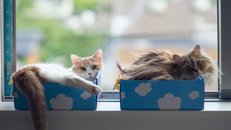 Two Cats in Boxes — Blue, Calm, Morning