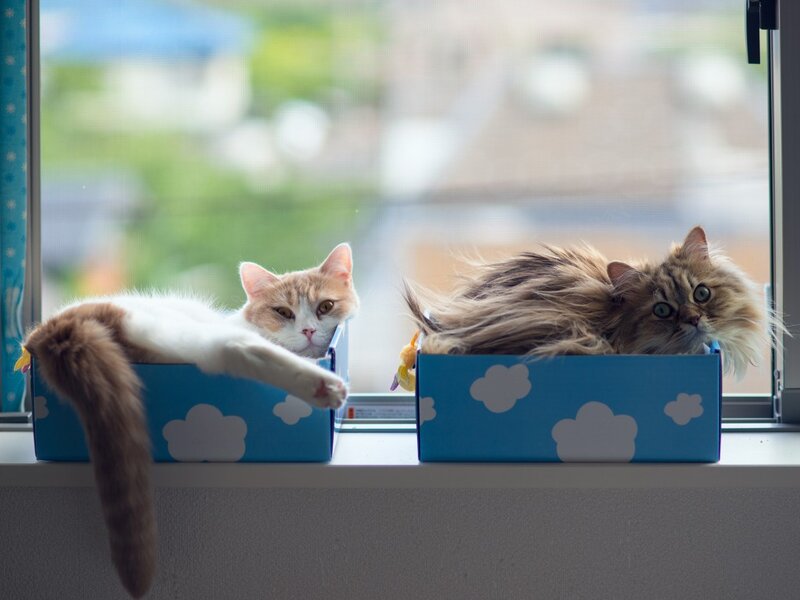 Two Cats in Boxes — Blue, Calm