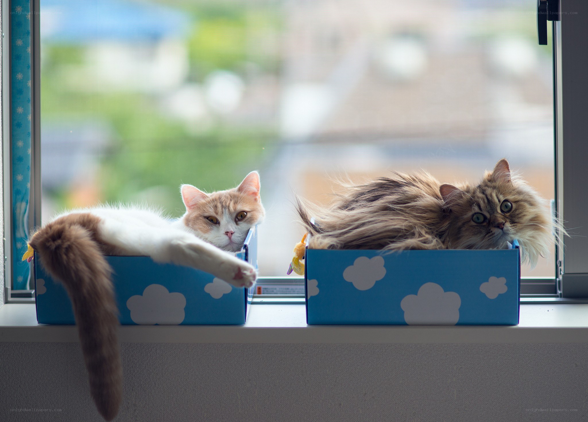 Two cats in boxes by window