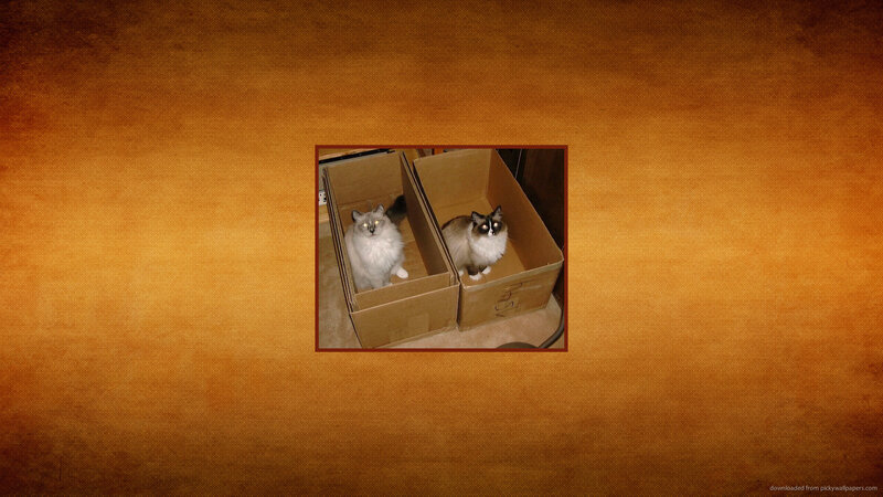 Two Cats in Boxes