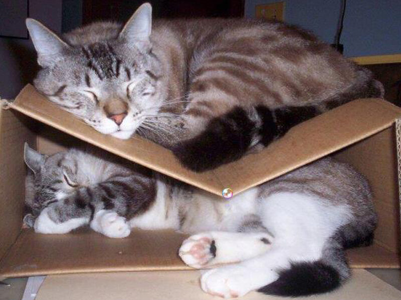 Two Cats in Cardboard Box — Brown