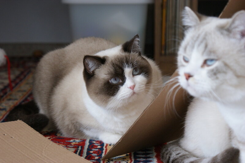 Two Cats in Cardboard Box
