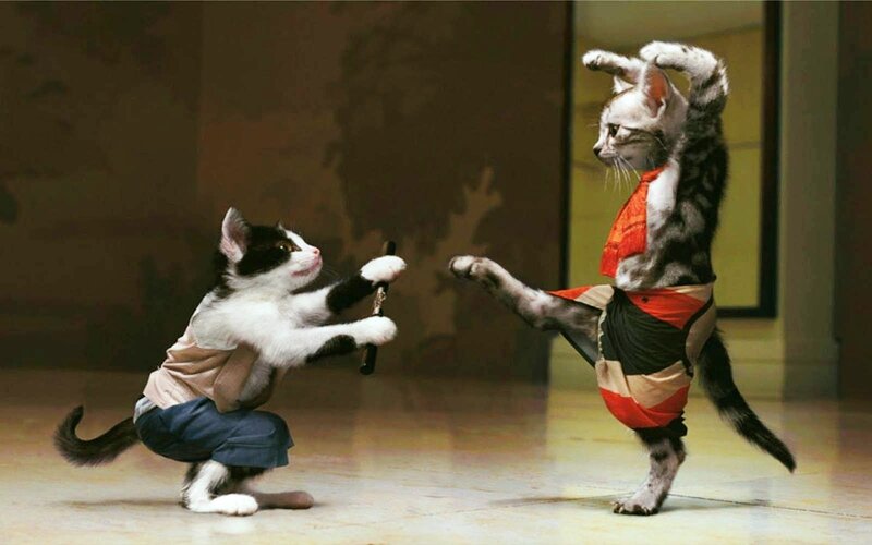 Two Cats in Costumes — Gray, Playful