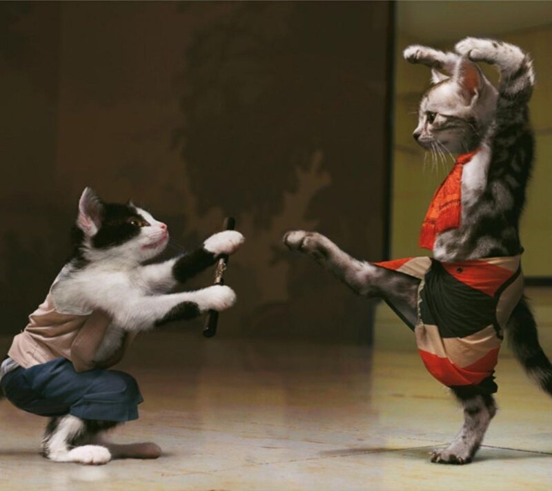 Two Cats in Costumes — Gray