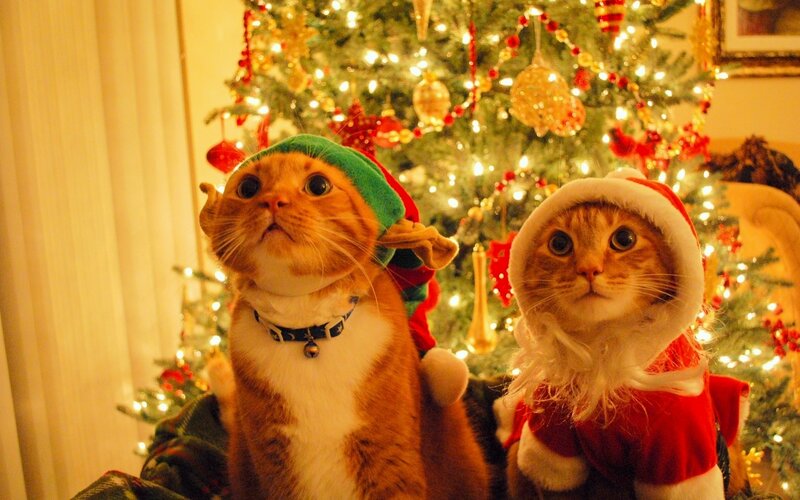 Two Cats in Costumes — Green, Festive, Winter