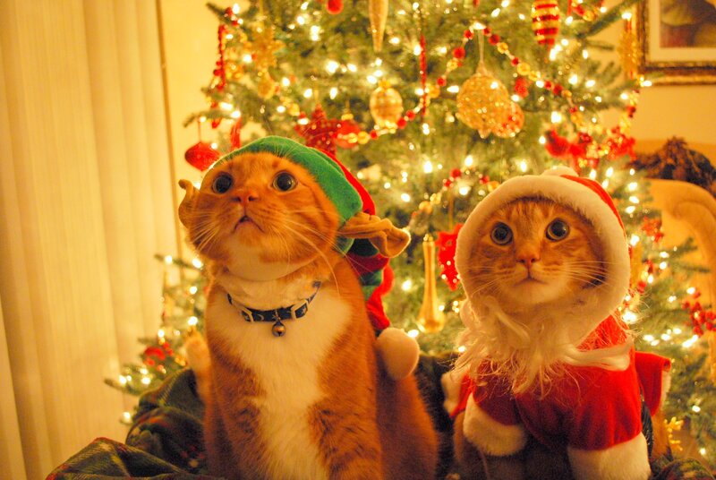 Two Cats in Costumes — Green
