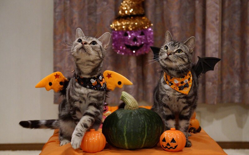 Two Cats in Costumes — Orange, Festive