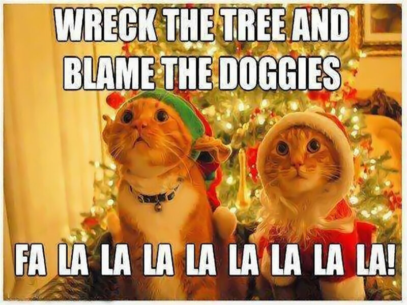 Two Cats in Costumes — Orange