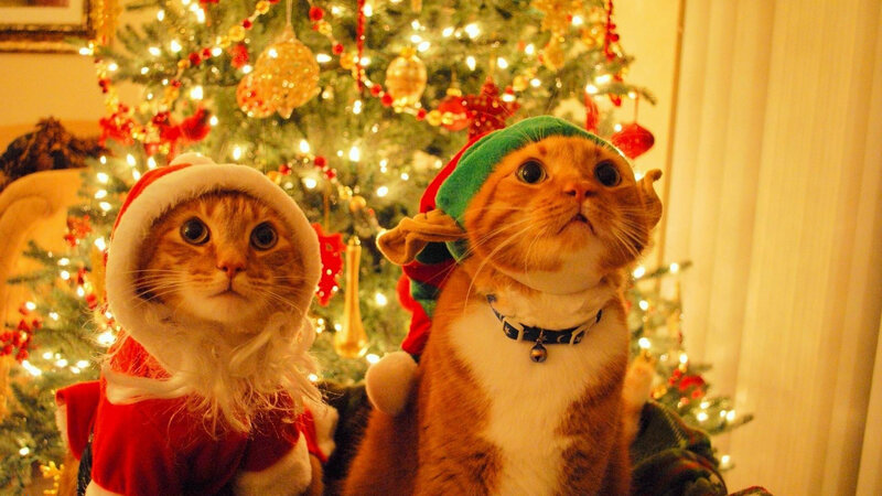 Two Cats in Costumes — Red, Festive