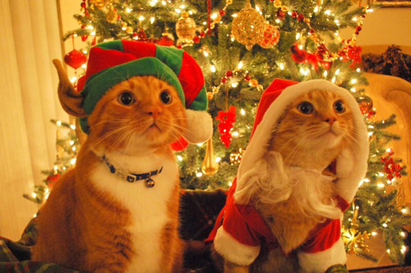 Two Cats in Costumes