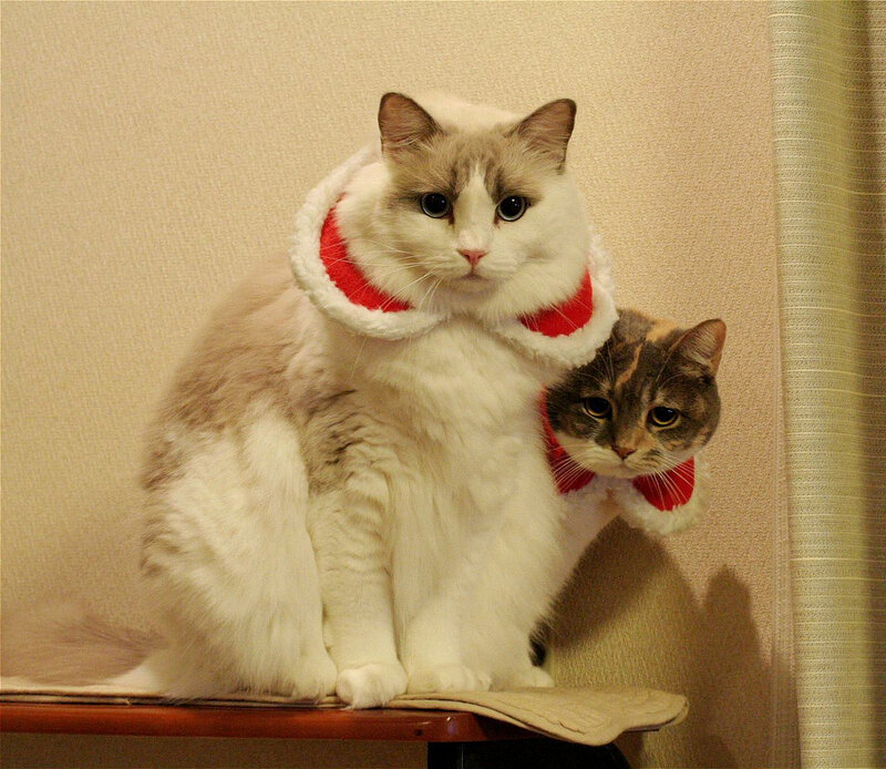 Two Cats in Costumes — White, Calm