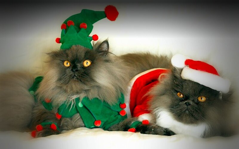 Two Cats in Costumes — White, Festive