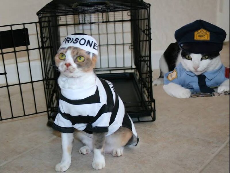 Two Cats in Costumes — White