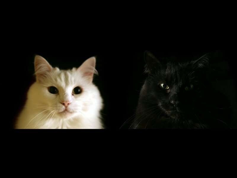 Two Cats in Darkness