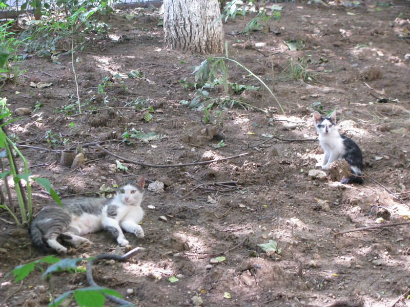 Two Cats in Dirt