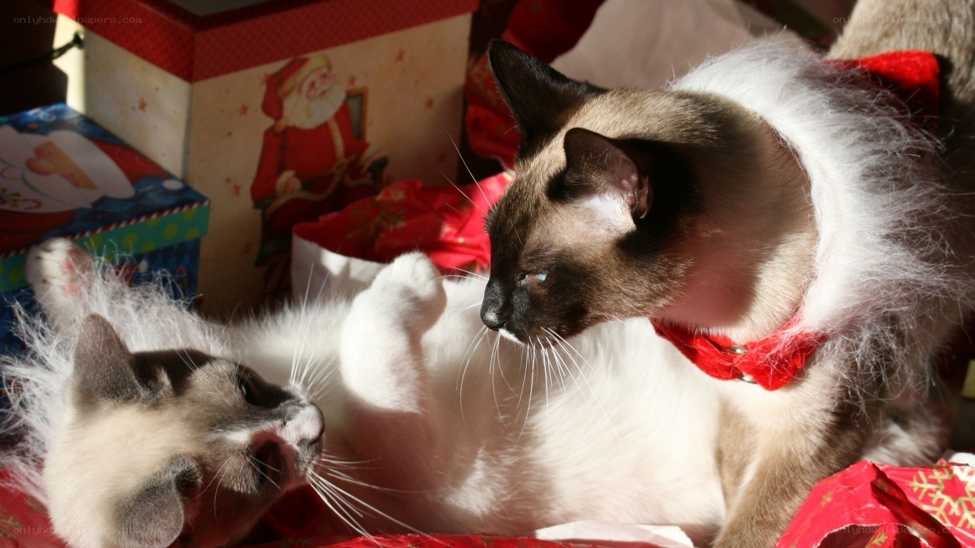 Two cats in festive holiday setting