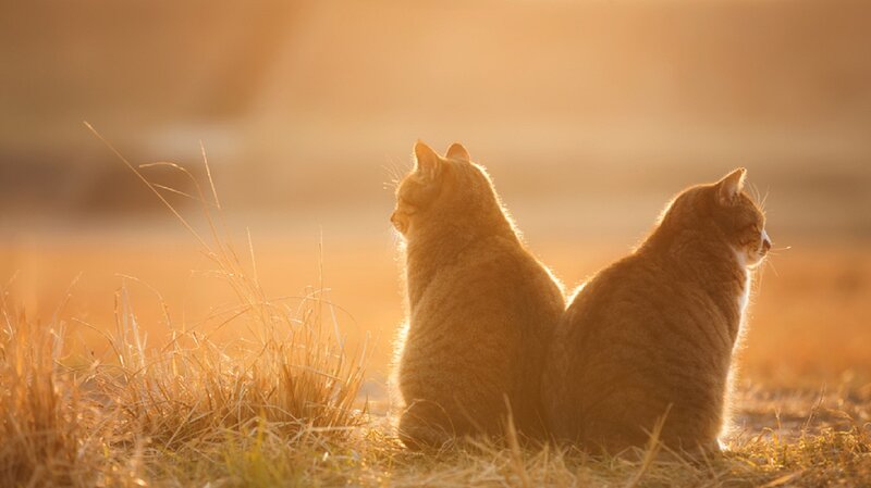 Two Cats in Field