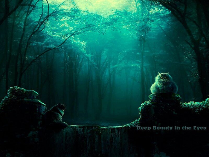 Two Cats in Forest