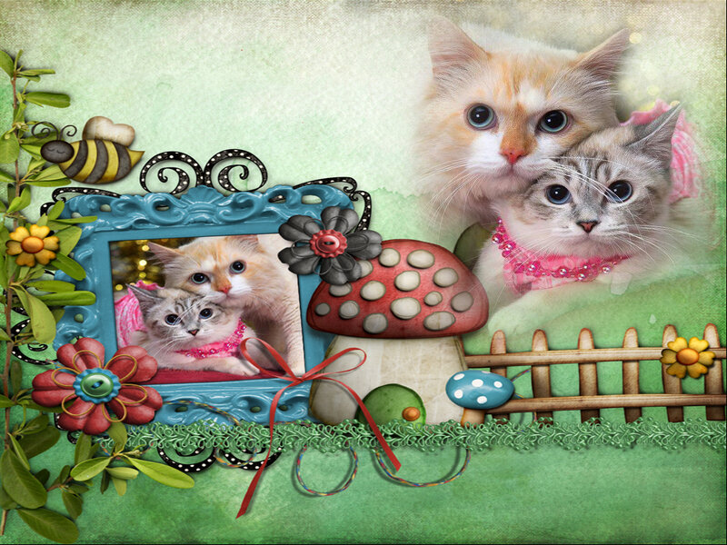 Two Cats in Frame