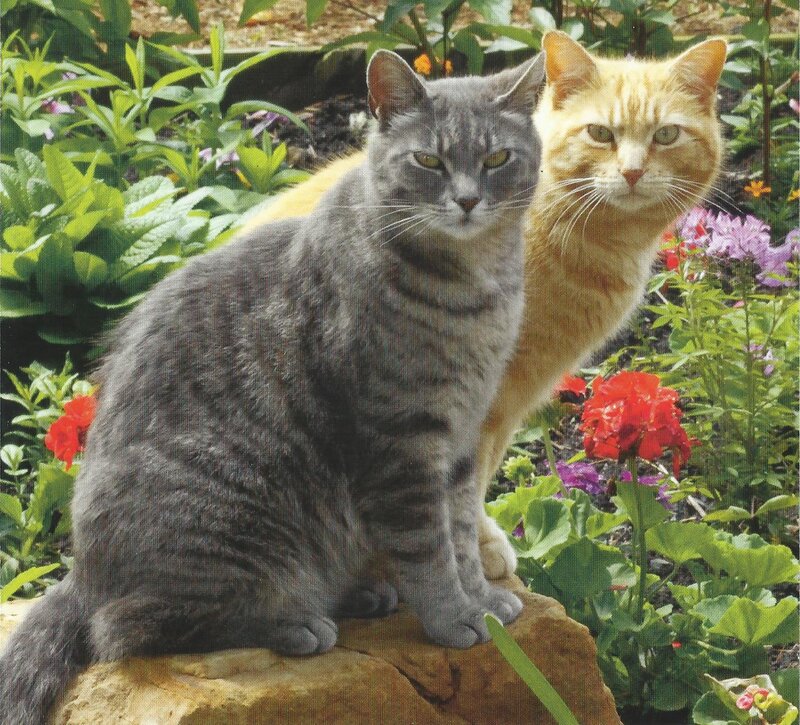 Two Cats in Garden — Gray, Calm