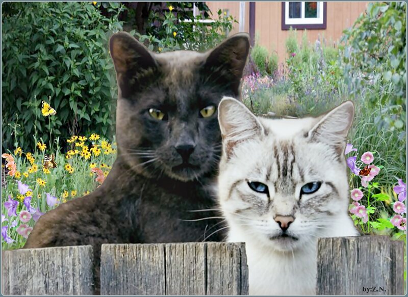 Two Cats in Garden — Gray