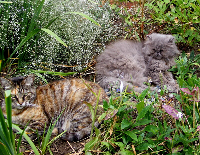 Two Cats in Garden — Green, Calm, Spring