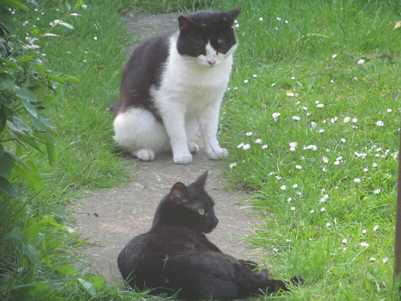 Two Cats in Garden — Green, Calm