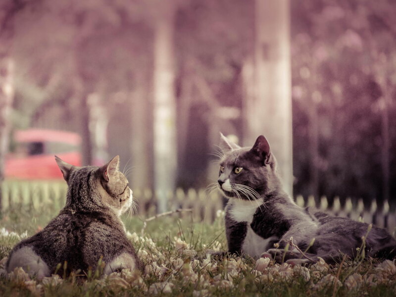Two Cats in Grass — Gray