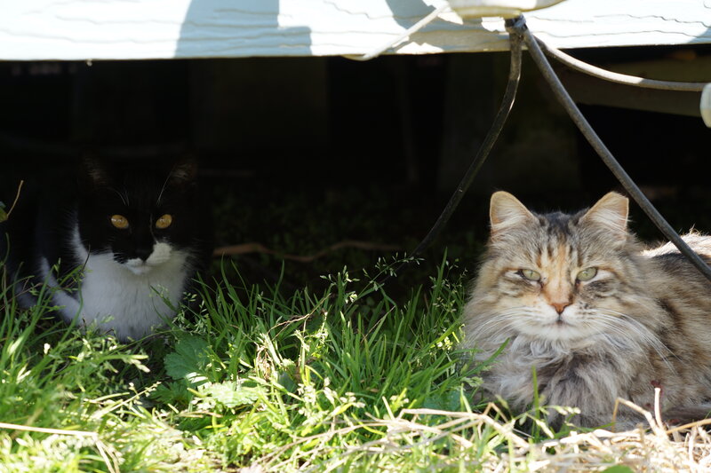 Two Cats in Grass — Green, Calm