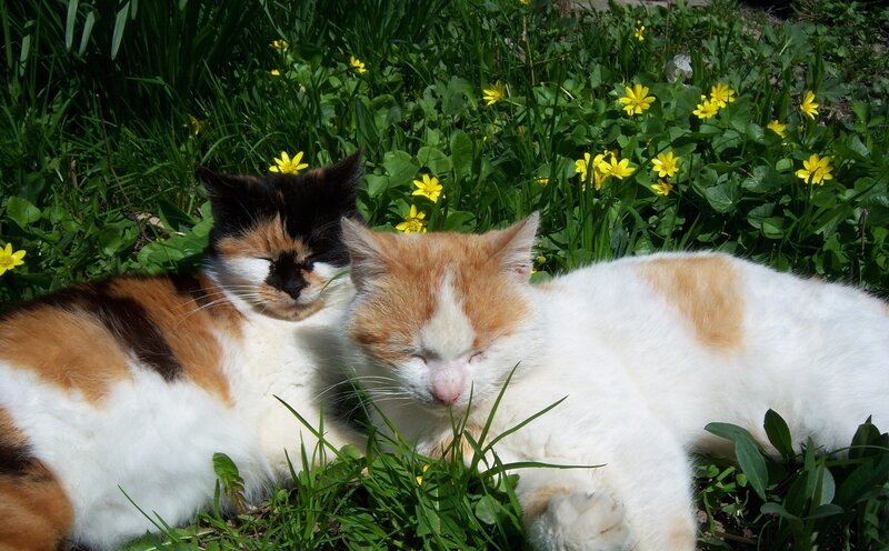 Two Cats in Grass — Green, Peaceful