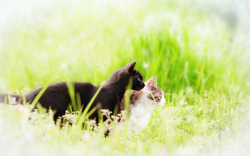 Two Cats in Grass — Green, Serene