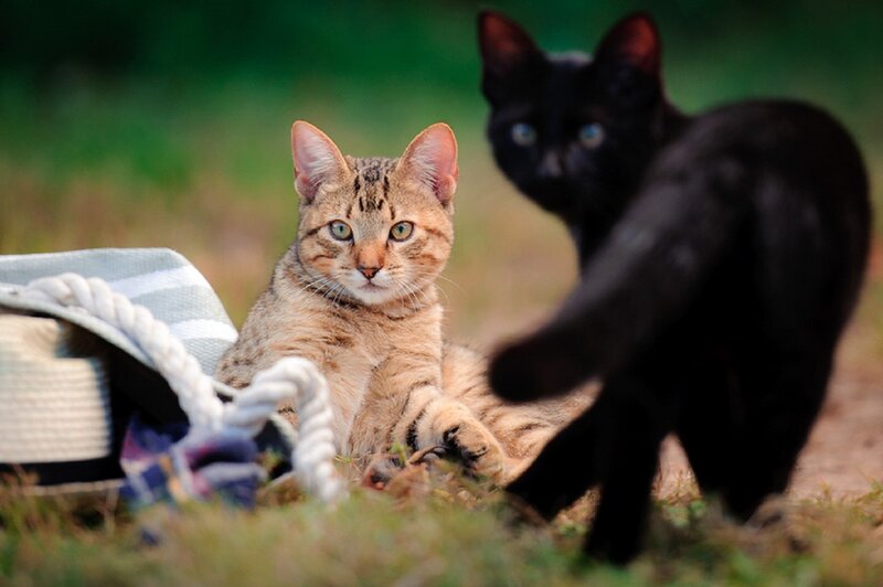 Two Cats in Grass — Green