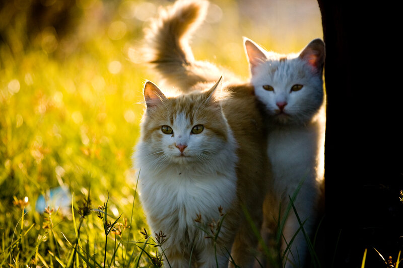 Two Cats in Grass