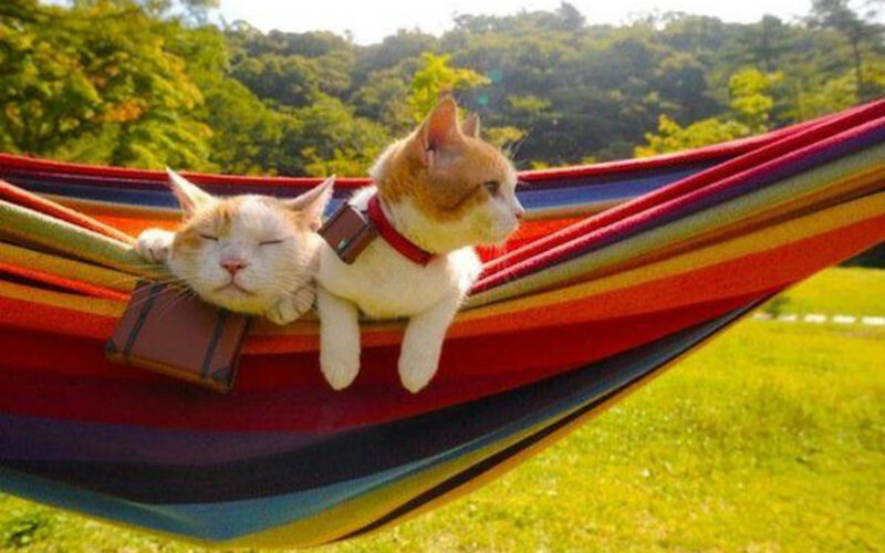 Two Cats in Hammock