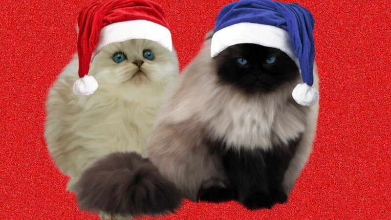Two Cats in Hats