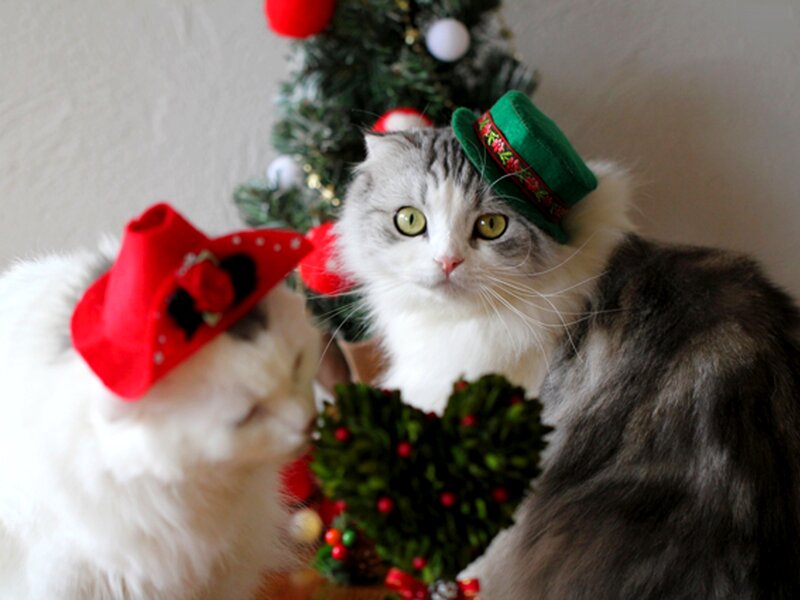 Two Cats in Hats — White